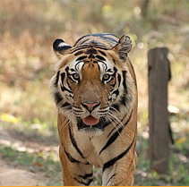 Taj Mahal Wildlife Tour